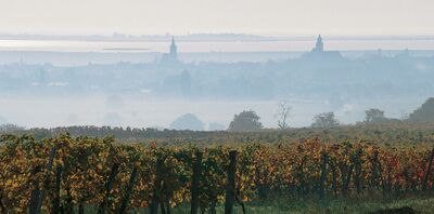 Rust bei Morgennebel Bild